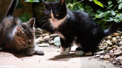 Interactive Games: Keep your pet entertained with interactive games like treat-dispensing toys or puzzles that challenge their minds. (Unsplash) Interactive Games: Keep your pet entertained with interactive games like treat-dispensing toys or puzzles that challenge their minds. (Unsplash)