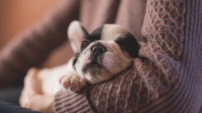 Pet Subscription Box: Sign up for a pet subscription box that delivers a curated selection of toys, treats, and accessories to your door each month. (Unsplash) Pet Subscription Box: Sign up for a pet subscription box that delivers a curated selection of toys, treats, and accessories to your door each month. (Unsplash)