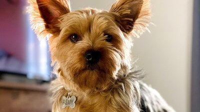 Personalized Gifts: Consider a custom collar, engraved pet tag, or a personalized feeding bowl as a thoughtful and unique gift. (Unsplash) Personalized Gifts: Consider a custom collar, engraved pet tag, or a personalized feeding bowl as a thoughtful and unique gift. (Unsplash)