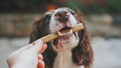 Holiday Treats: Spoil your pet with special holiday treats like Christmas-themed cookies or gourmet treats made especially for pets. (Unsplash) Holiday Treats: Spoil your pet with special holiday treats like Christmas-themed cookies or gourmet treats made especially for pets. (Unsplash)