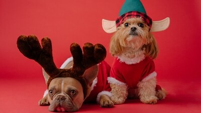 Looking for the perfect Christmas gift for your furry friend? Whether you have a playful pup or a curious cat, these holiday gift ideas are sure to bring joy to your pet's holiday season. From festive toys and cozy beds to personalized gifts and tasty treats, there's something special for every pet to enjoy during this festive time of year. (Unsplash) Looking for the perfect Christmas gift for your furry friend? Whether you have a playful pup or a curious cat, these holiday gift ideas are sure to bring joy to your pet's holiday season. From festive toys and cozy beds to personalized gifts and tasty treats, there's something special for every pet to enjoy during this festive time of year. (Unsplash)