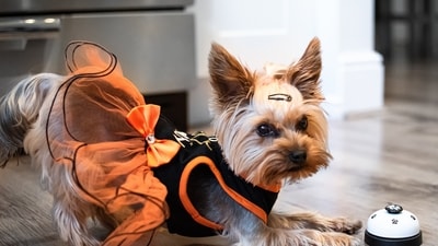 Stylish Apparel: Dress up your pet in a festive outfit such as a holiday-themed sweater or a cute bandana for that perfect Instagram photo. (Unsplash) Stylish Apparel: Dress up your pet in a festive outfit such as a holiday-themed sweater or a cute bandana for that perfect Instagram photo. (Unsplash)