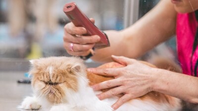 Health and Wellness Gifts: Consider gifts that promote your pet's health and wellness, such as a new grooming kit or a comfortable pet carrier for travel. (Unsplash) Health and Wellness Gifts: Consider gifts that promote your pet's health and wellness, such as a new grooming kit or a comfortable pet carrier for travel. (Unsplash)
