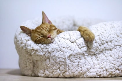 A clean pet bed is essential for maintaining a healthier indoor environment. (Unsplash)