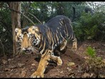 Snapshot of the black tiger found in Odisha. 