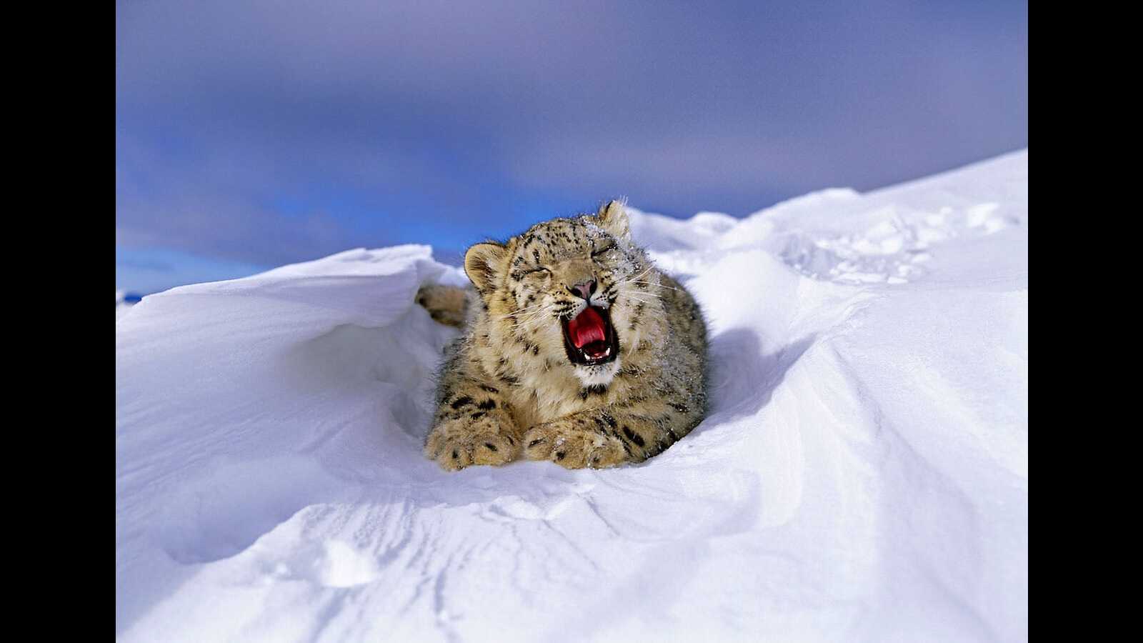Kishtwar National Park, Padder emerge as key habitat of snow leopard - Vimarsana News