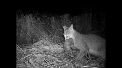 The mother cat takes her kittens away to jungle. (WTI CAMERA TRAP IMAGE) The mother cat takes her kittens away to jungle. (WTI CAMERA TRAP IMAGE)