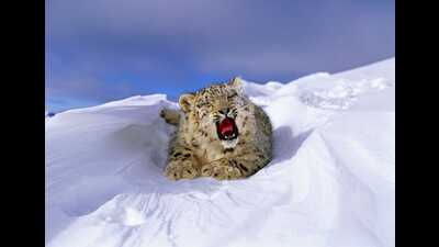 The snow leopards are known for their highly elusive and sly nature. (HT Photo)