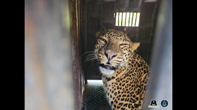 Upon retrieval, the 7-8-year-old leopard underwent an on-site examination. (HT PHOTO) Upon retrieval, the 7-8-year-old leopard underwent an on-site examination. (HT PHOTO)