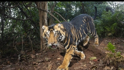 Snapshot of the black tiger found in Odisha. Snapshot of the black tiger found in Odisha.