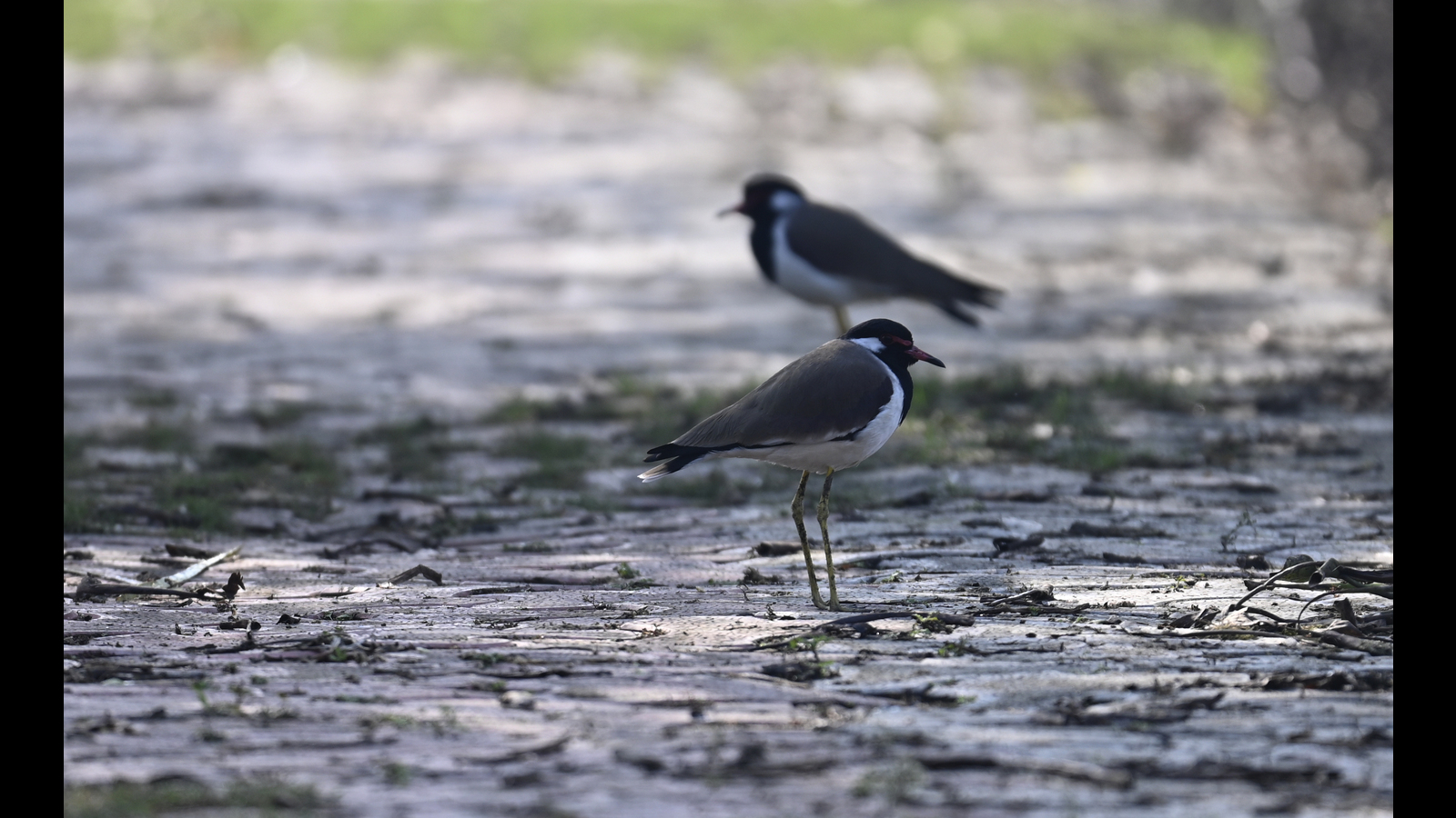 Nawabganj Bird Sanctuary: Shrinking sanctuary needs breathing space