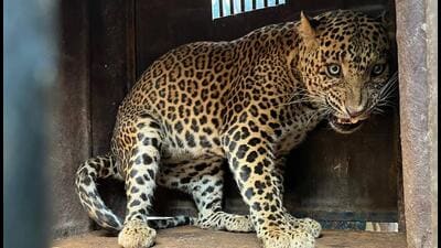 As per 2021 estimates of the state forest department, there are around 500 to 600 leopards in the nearly 6,000 square kilometre area of the Junnar division which covers four tehsils namely Khed, Ambegaon, Junnar and Shirur. (HT PHOTO) As per 2021 estimates of the state forest department, there are around 500 to 600 leopards in the nearly 6,000 square kilometre area of the Junnar division which covers four tehsils namely Khed, Ambegaon, Junnar and Shirur. (HT PHOTO)
