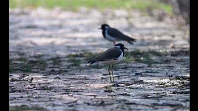 Team HT visited the 224.6-hectare wetland and found that flocks of birds are spotted only after a 700-metre walk; (below) a highway runs parallel to the Nawabganj Bird Sanctuary, located west of Lucknow. (Deepak Gupta/HT Photo)