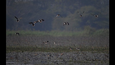 The HT team that visited the sanctuary found that flocks of birds are spotted only after a 700-metre walk. (Deepak Gupta/HT Photo) The HT team that visited the sanctuary found that flocks of birds are spotted only after a 700-metre walk. (Deepak Gupta/HT Photo)