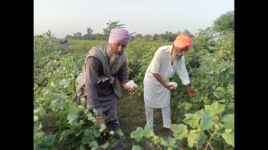 Sensing a threat of losing more on the crop diversification front, the Punjab government has for the first time decided to give a subsidy on Specialised Pheromone and Lure Application Technology (SPLAT), a wax-based formulation to combat pink bollworm infestation in cotton crop, in the next kharif season. (HT File Photo)