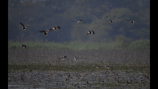 The HT team that visited the sanctuary found that flocks of birds are spotted only after a 700-metre walk. (Deepak Gupta/HT Photo)