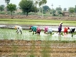 Unpaid family workers (also known as self-employed helpers in household enterprises) account for 37% of the 112-million growth in the workforce since 2017-18 Unpaid family workers (also known as self-employed helpers in household enterprises) account for 37% of the 112-million growth in the workforce since 2017-18
