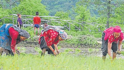 Red Sea strikes alarm basmati exporters, govt advises caution