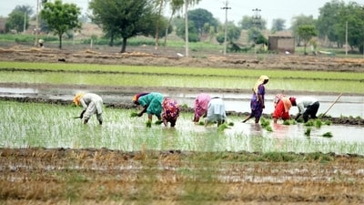 Unpaid family workers (also known as self-employed helpers in household enterprises) account for 37% of the 112-million growth in the workforce since 2017-18 (FIle Photo) Unpaid family workers (also known as self-employed helpers in household enterprises) account for 37% of the 112-million growth in the workforce since 2017-18 (FIle Photo)