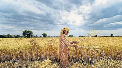 The country prohibited overseas shipments of wheat in March 2022, white rice in July this year and onions this month. (PTI) The country prohibited overseas shipments of wheat in March 2022, white rice in July this year and onions this month. (PTI)