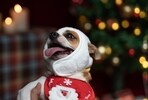 As winter blankets the world in frosty magic, it's time for pet parents to ensure their furry companions stay snug and content.