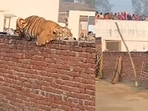 The image shows the tigress resting on the compound wall of a Gurudwara. The image shows the tigress resting on the compound wall of a Gurudwara.