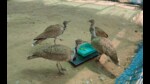 India is home to four of the 25 bustard species and all face threats. (HT PHOTO)