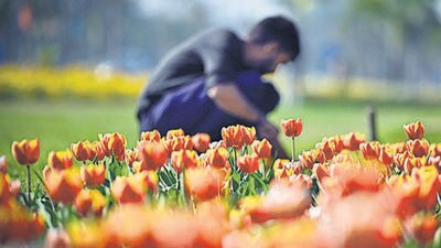 An NDMC official said that 200,000 lakh tulip bulbs are being planted in New Delhi areas, and the civic body is working as per the directions of the LG. (HT Photo) An NDMC official said that 200,000 lakh tulip bulbs are being planted in New Delhi areas, and the civic body is working as per the directions of the LG. (HT Photo)