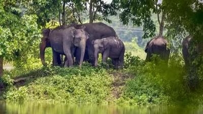 Officials said the wild elephants may have entered the village due to the banana plants in the village (PTI FILE PHOTO)