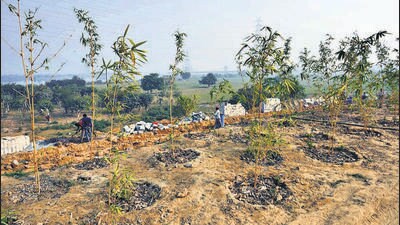 Over 8,200 bamboo comprising over 100 different species would be grown in the park. (HT Archive) Over 8,200 bamboo comprising over 100 different species would be grown in the park. (HT Archive)