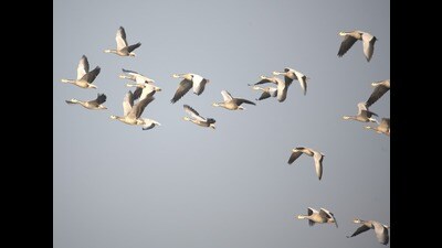 The annual census of Punjab’s major wetlands will be held in January and February next year. (HT File) The annual census of Punjab’s major wetlands will be held in January and February next year. (HT File)