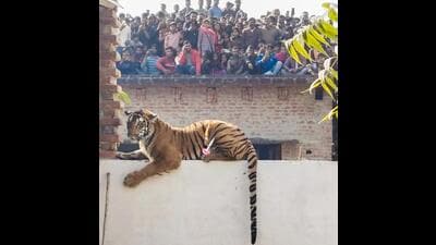 The tigress rests on a wall of a house in Pilibhit on Tuesday. (PTI) The tigress rests on a wall of a house in Pilibhit on Tuesday. (PTI)