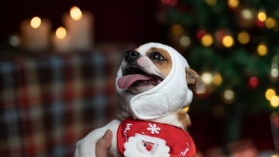 As winter blankets the world in frosty magic, it's time for pet parents to ensure their furry companions stay snug and content. (Unsplash) As winter blankets the world in frosty magic, it's time for pet parents to ensure their furry companions stay snug and content. (Unsplash)