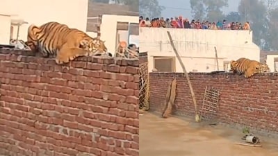 The image shows the tigress resting on the compound wall of a Gurudwara. (X/@airnewsalerts) The image shows the tigress resting on the compound wall of a Gurudwara. (X/@airnewsalerts)