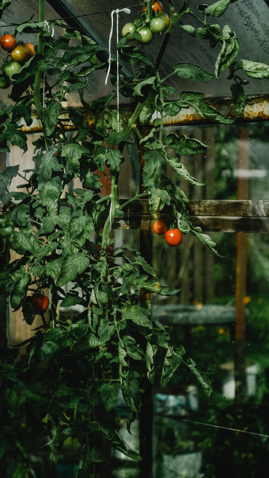 tomato_plant