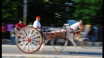 Traditional Horsecart Racing in Sangam City during the Hindus holiest month Sawan, in Prayagraj. (HT File Photo) Traditional Horsecart Racing in Sangam City during the Hindus holiest month Sawan, in Prayagraj. (HT File Photo)