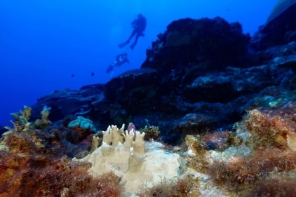 Bleached coral is visible at the Flower Garden Banks National Marine Sanctuary, off the coast of Galveston, Texas, in the Gulf of Mexico. (CREDIT: AP) Bleached coral is visible at the Flower Garden Banks National Marine Sanctuary, off the coast of Galveston, Texas, in the Gulf of Mexico. (CREDIT: AP)
