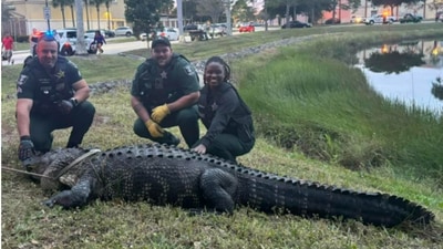 Florida police with the massive alligator. Florida police with the massive alligator.