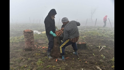 Farmers work in a vegetable field on a cold and foggy morning in Srinagar on Thursday. (Waseem Andrabi /HT) Farmers work in a vegetable field on a cold and foggy morning in Srinagar on Thursday. (Waseem Andrabi /HT)
