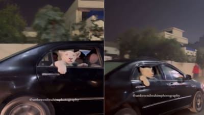 Lion cub travelling in car. (Instagram) Lion cub travelling in car. (Instagram)