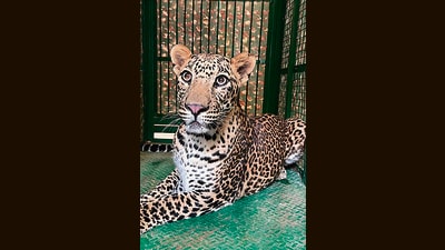 Pune forest division staff in collaboration with the civic fire department, police and RESQ teams safely captured the male leopard from the densely populated area. (HT PHOTO) Pune forest division staff in collaboration with the civic fire department, police and RESQ teams safely captured the male leopard from the densely populated area. (HT PHOTO)