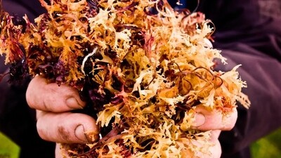 Known as Irish moss or Chondrus crispus, sea moss is commonly known as a stiffening agent in desserts and has always been popular in skincare products.