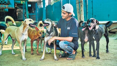 The NGO said it is sheltering 1,100 dogs but has space only for 400. (HT) The NGO said it is sheltering 1,100 dogs but has space only for 400. (HT)