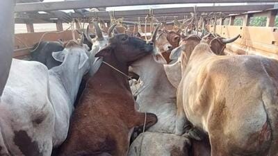 The Odisha CID in an affidavit in the Orissa high court has said that there has been progressive rise in cases of illegal transportation of cows coming under the category of cruelty to animals in the state. The Odisha CID in an affidavit in the Orissa high court has said that there has been progressive rise in cases of illegal transportation of cows coming under the category of cruelty to animals in the state.