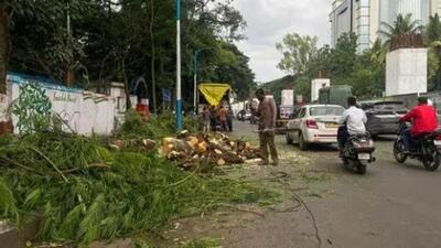 While PMC has axed more than 500 trees in 2023, the civic body has ‘zero’ record of the number of trees replanted against those felled. ((PIC FOR REPRESENTATION)) While PMC has axed more than 500 trees in 2023, the civic body has ‘zero’ record of the number of trees replanted against those felled. ((PIC FOR REPRESENTATION))