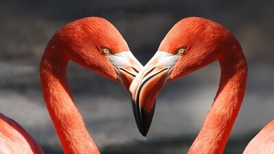 Daily Love and Relationship Horoscope 2023: Find out love predictions for December 28. Daily Love and Relationship Horoscope 2023: Find out love predictions for December 28.