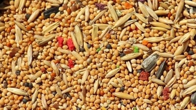 1. Organic millets and grains are nutrient-rich superfoods packed with carbohydrates, fibres, vitamins and minerals known to boost immunity. (Pixabay) 1. Organic millets and grains are nutrient-rich superfoods packed with carbohydrates, fibres, vitamins and minerals known to boost immunity. (Pixabay)
