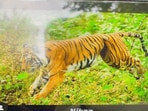 Snapshot of the injured tigress in Suari forest range. Snapshot of the injured tigress in Suari forest range.