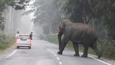 In 2023 this menace was not confined to rural areas alone; even urban centres like Bengaluru are experiencing an increase in incidents, particularly leopard attacks on the city’s outskirts. (HT Photo) In 2023 this menace was not confined to rural areas alone; even urban centres like Bengaluru are experiencing an increase in incidents, particularly leopard attacks on the city’s outskirts. (HT Photo)