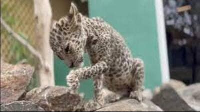 Ramesh Chandra, conservator of forests, Moradabad division, said that more than a dozen cubs had been spotted in Bijnor and nearby districts in the mpast few years. (Pic for representation) Ramesh Chandra, conservator of forests, Moradabad division, said that more than a dozen cubs had been spotted in Bijnor and nearby districts in the mpast few years. (Pic for representation)